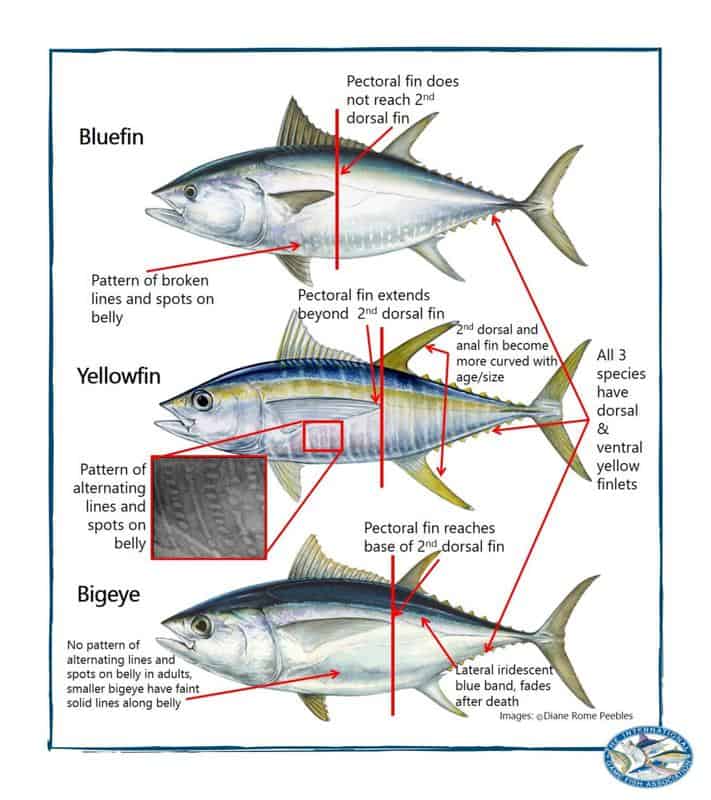Atlantic tuna species